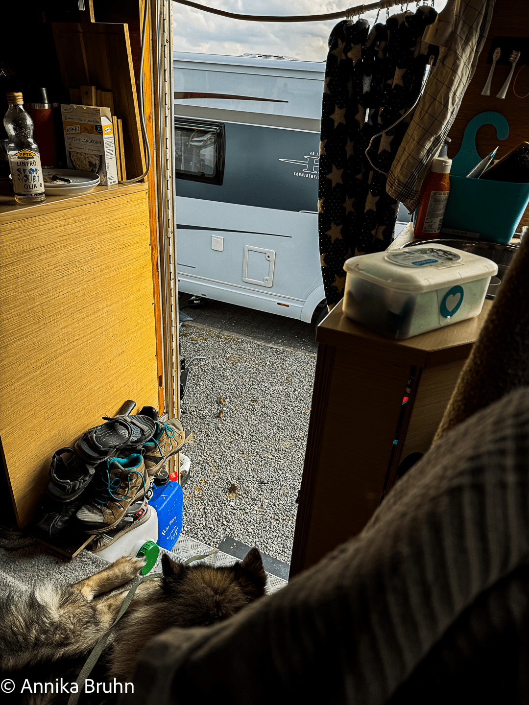 Q beobachtet die Vögel